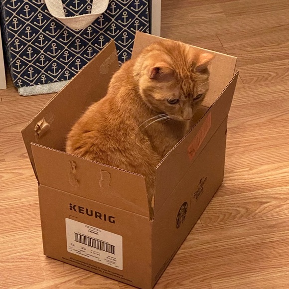 Meet your Posher, Otto - Picture 2 of 16